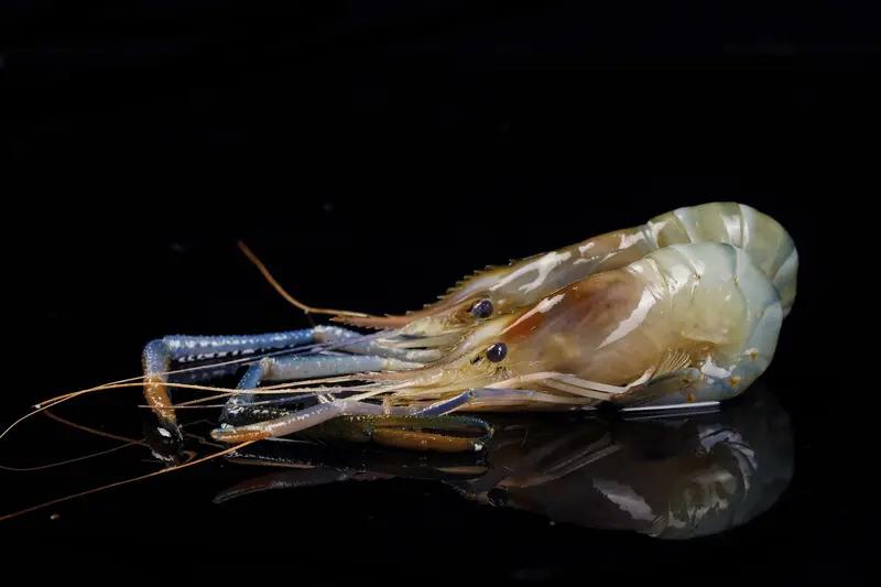 变黑的虾能不能吃，得分情况。要是只有虾头发黑，虾身正常，那基本能吃。这可能是虾头