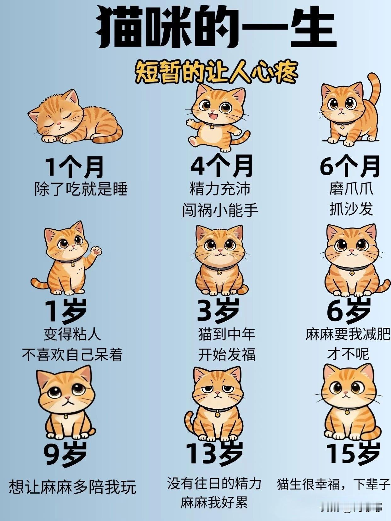 猫咪的一生，短暂的让人心疼。[祈祷]算下来也就十几年，互相陪伴，互相善待。

1