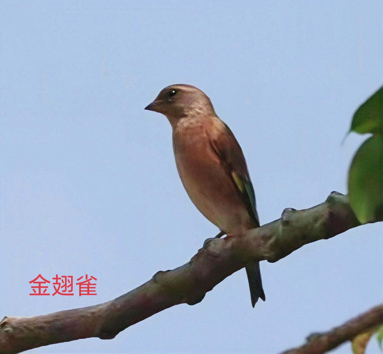 增城朱村，金翅雀在田里翻飞