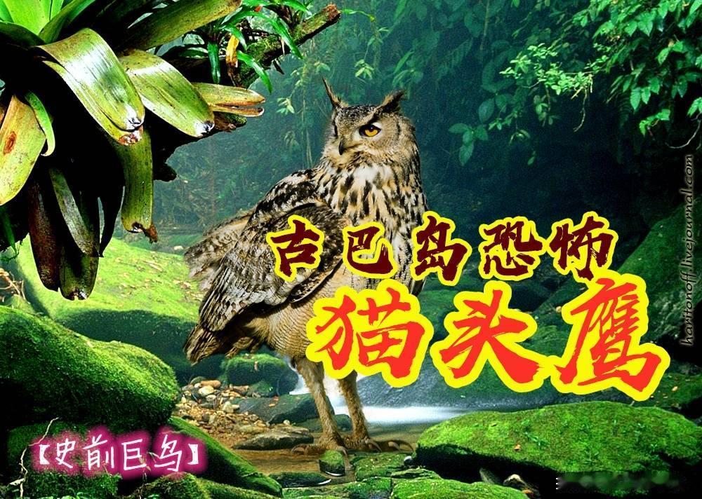 猫头鹰竟然成了史前海岛上的霸主！
  提起古巴，大家脑海里大多是碧海沙滩、热带风