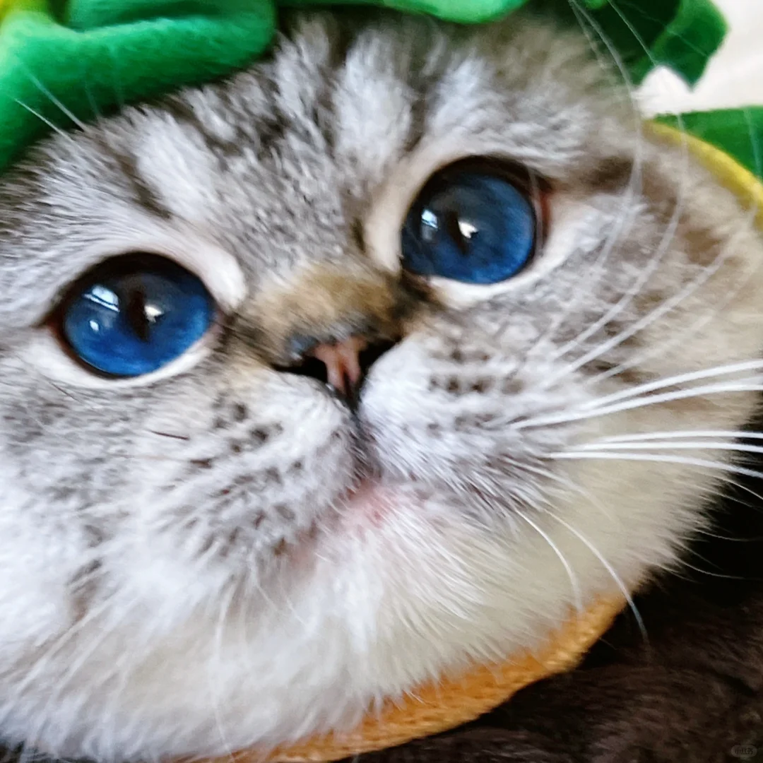 英短山猫|可以申请做你的心动对象吗？