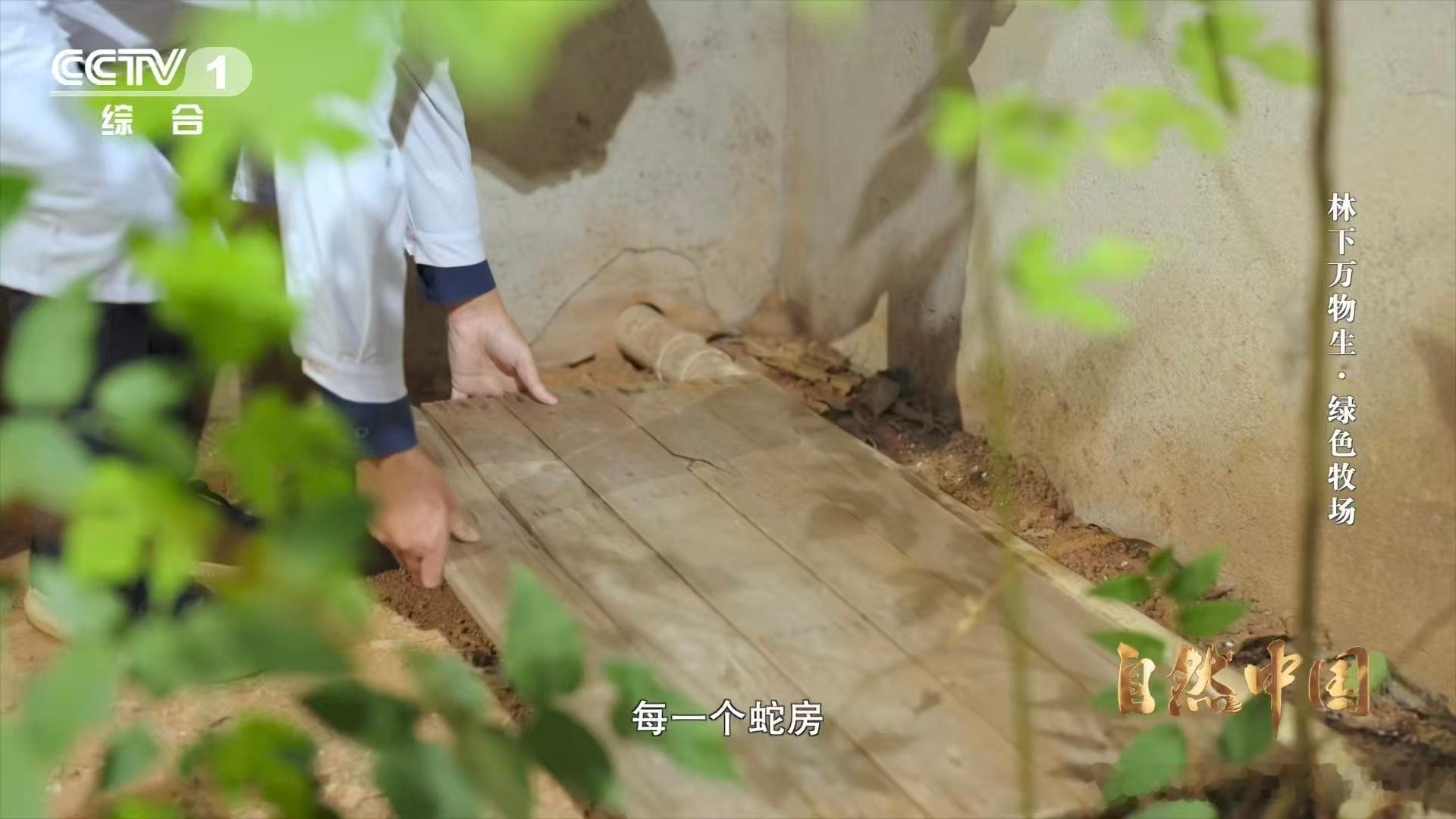 能晒太阳躲雨的仿生态蛇园啥样 原来养蛇可以这么科学！永州仿生态蛇园摸透异蛇习性，