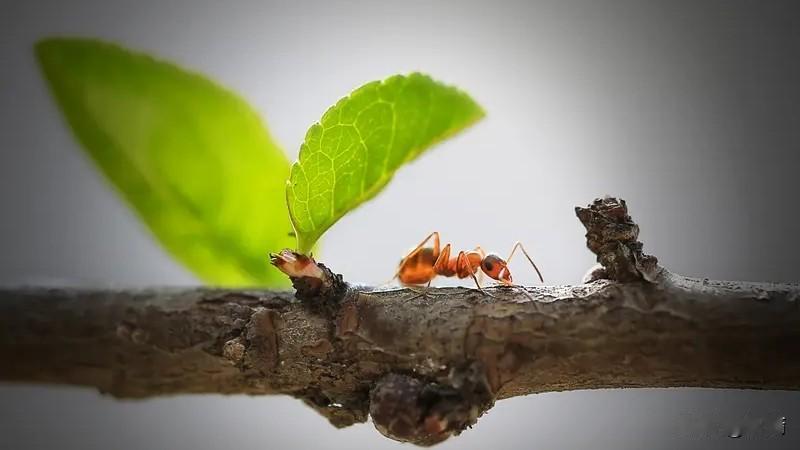 想一天赚10块钱，其实有不少软件和途径。支付宝就藏着赚钱机会，里面的蚂蚁就业是蚂