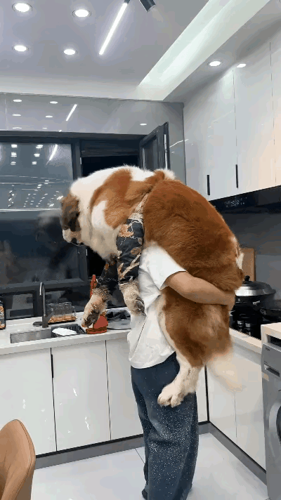 爱狗我们不反对
如此这般宠溺狗狗是不是让人感到恶心
若是有客人看你这么抱着七八十