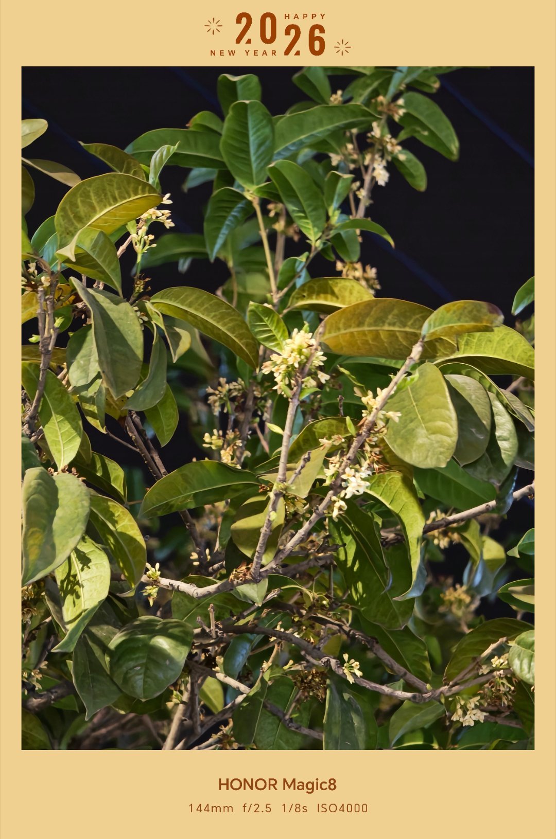 一大早上就闻到了沁人心脾的桂花香。每天早起打卡