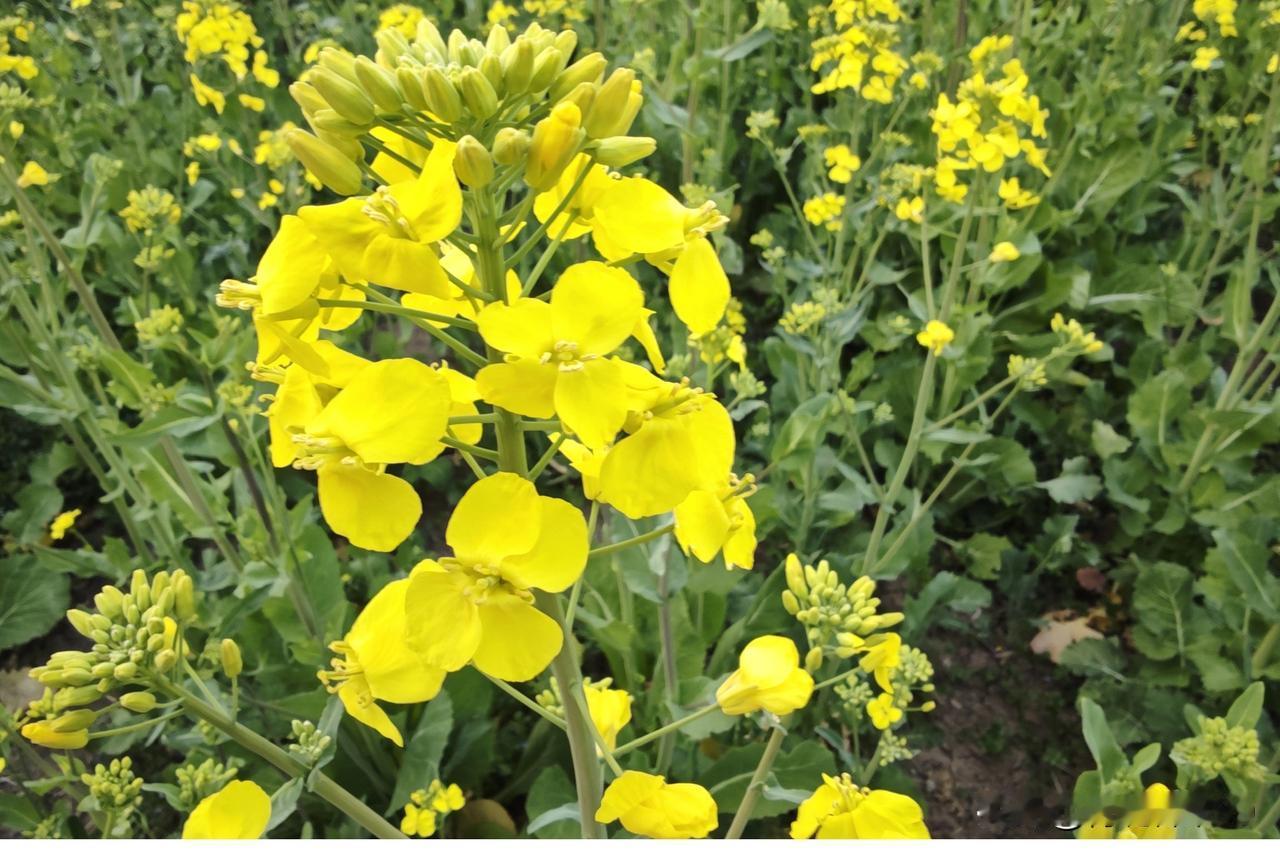 争奇斗艳谁最艳，各有各的美。就像百花谷里的牡丹仙丹姝和芍药仙芍瑶，丹姝雍容华贵，