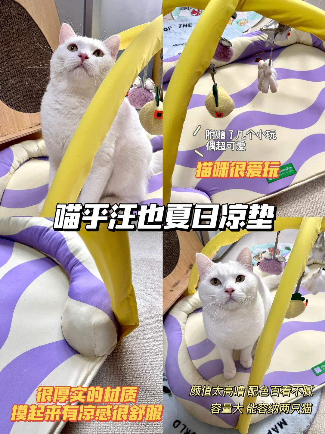 养猫好物分享🫕新手养猫不走弯路