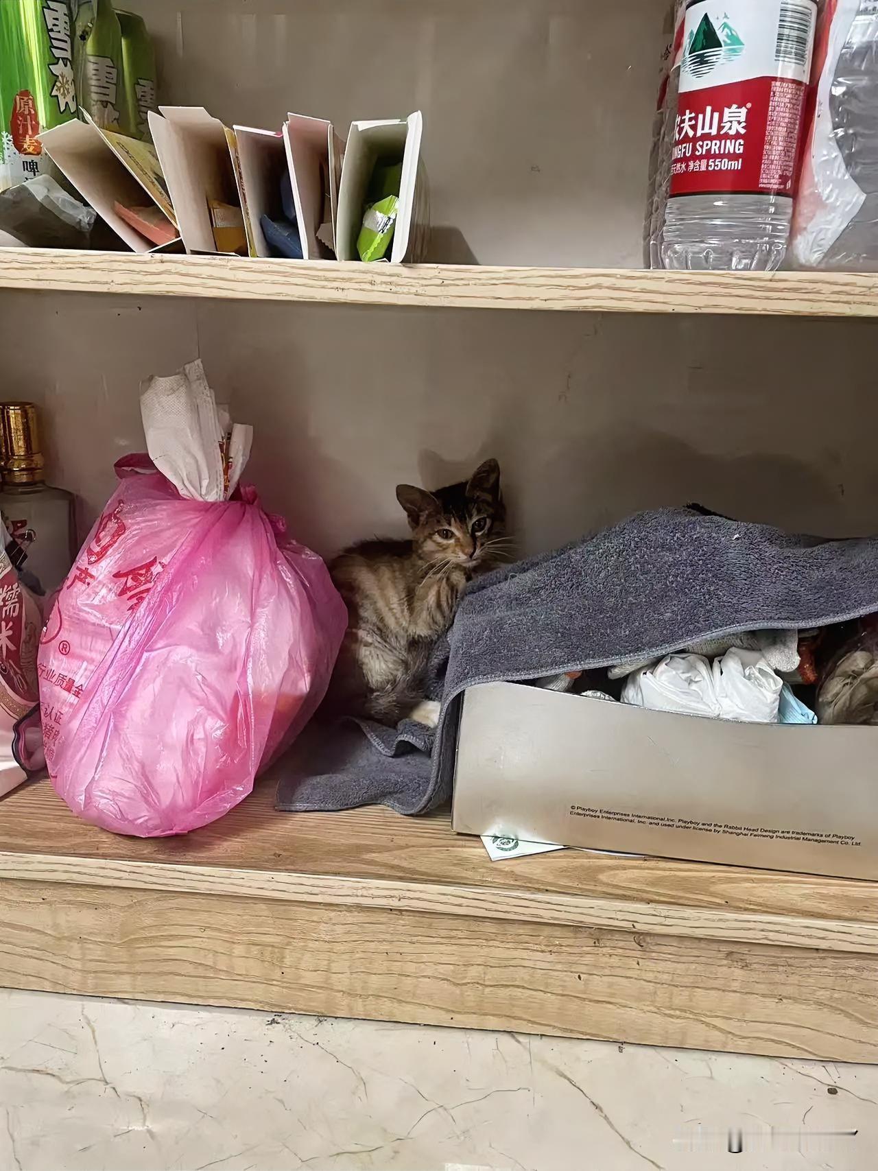 今天早上起床到车库厨房里吃早饭，听到猫叫，随着声音发现了一只小猫咪在我们车库的柜