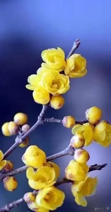 不肯皎然争腊雪，只将孤艳付幽香——腊梅，腊月之花，傲骨天香