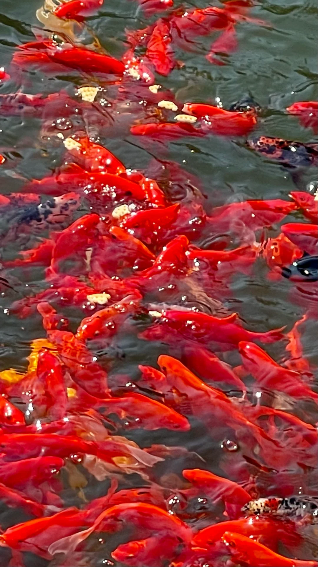 live好运锦鲤𓆡˂ᵒ͜͡ᵏ愿所求皆所愿🙏