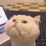 藕儿爱逛体育