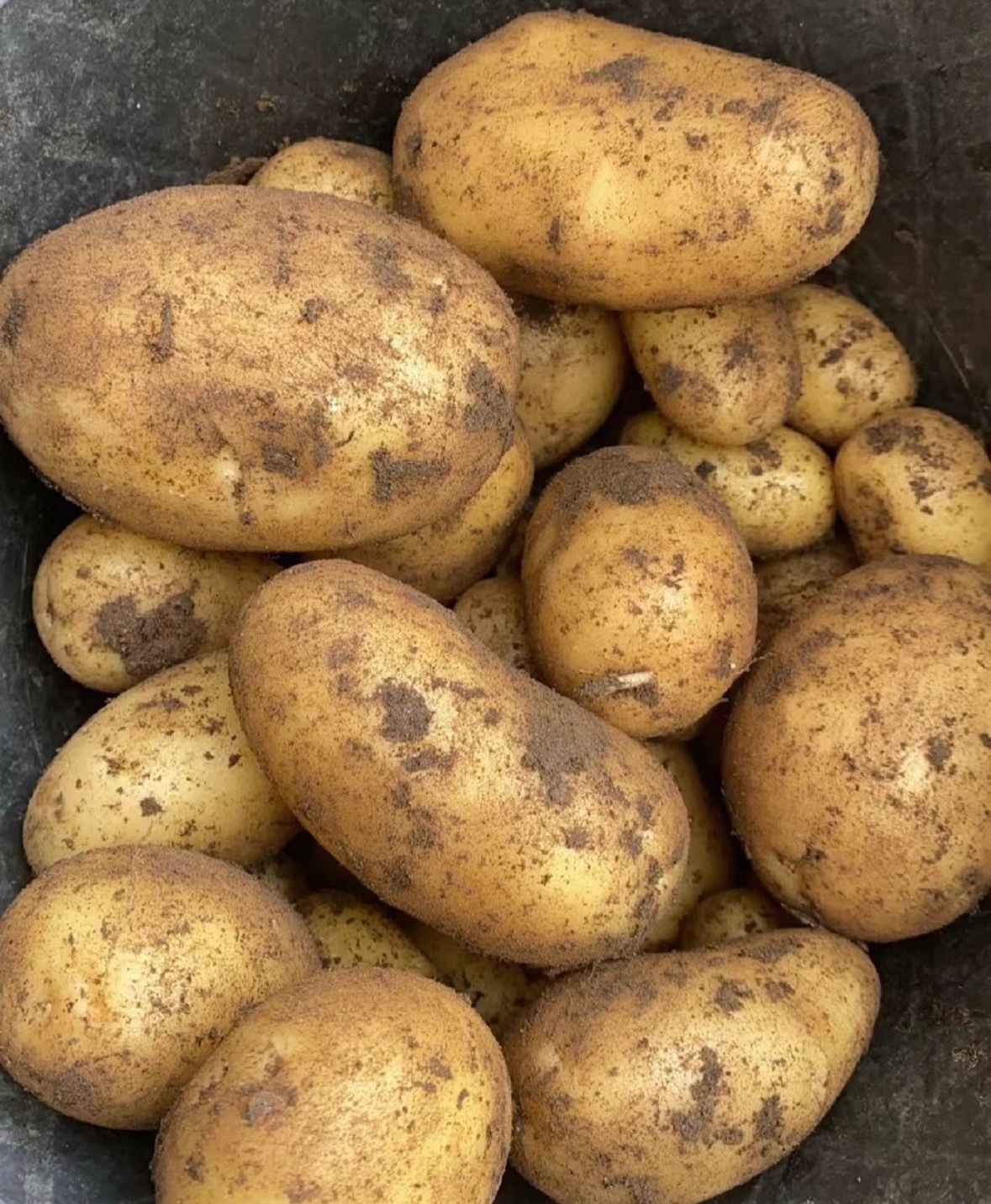 不轻易说top，但这土豆，当之无愧。很少用top来形容一个土豆