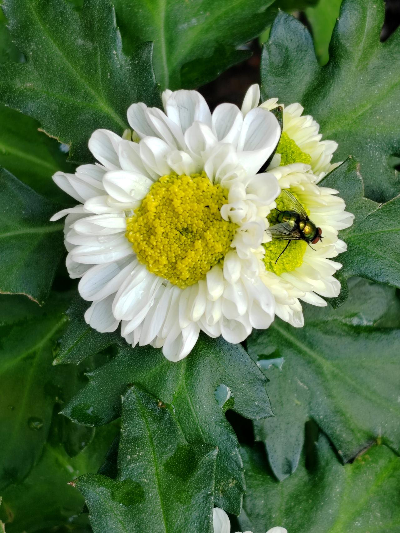 洁白小菊花凝着水珠，嫩黄花蕊清新动人。一只绿头蝇停歇瓣间，花叶带着雨后湿润绿意，