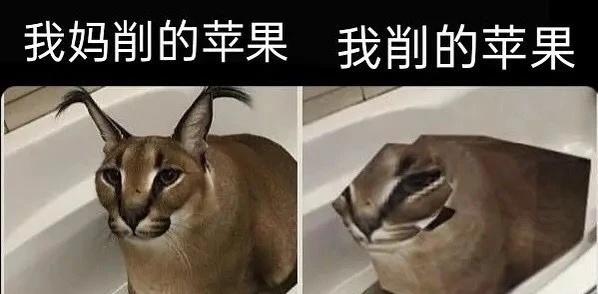来点meme
梗图 人间真实 此图有梗 合理但有病