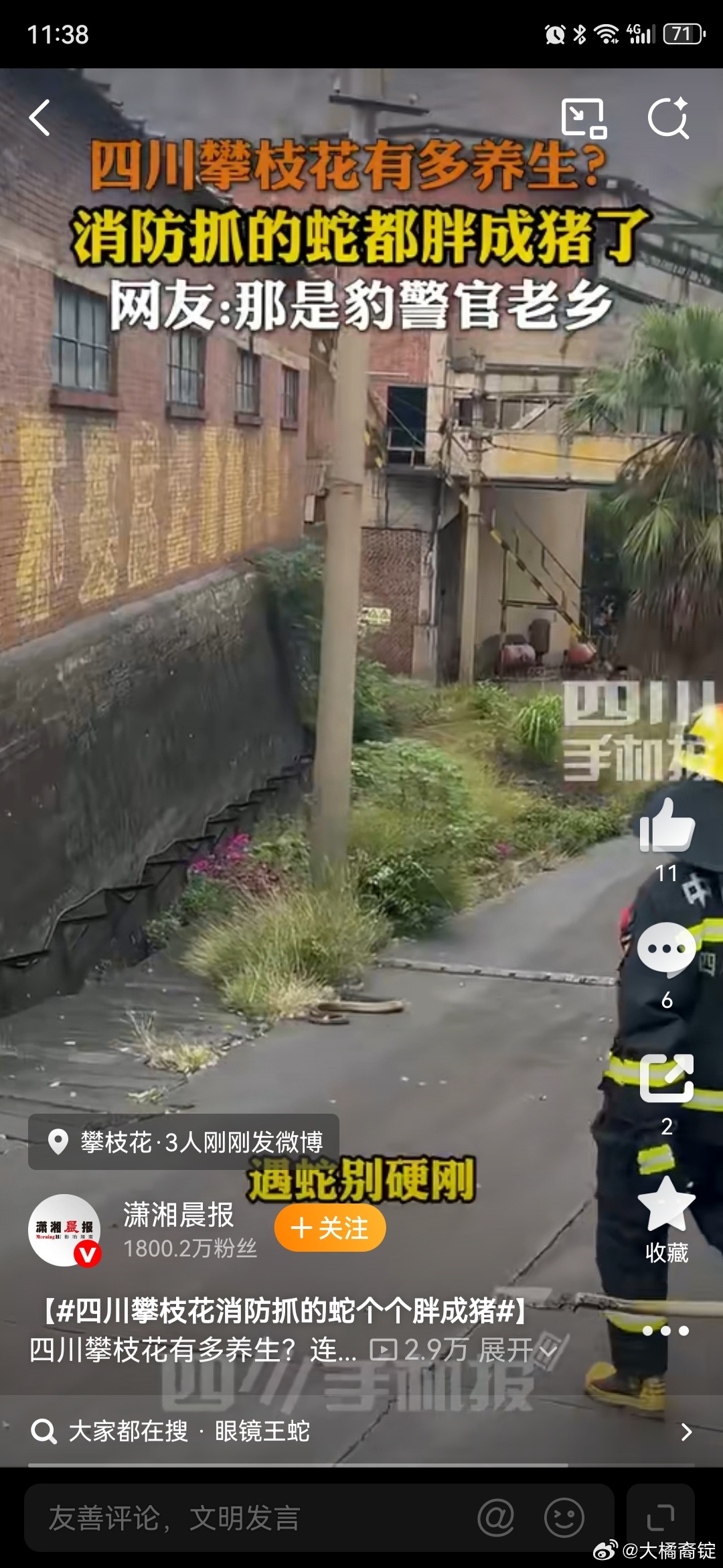 四川攀枝花消防抓的蛇个个胖成猪笑亖了四川攀枝花是什么野生动物自助餐乐园吗？蛇个个