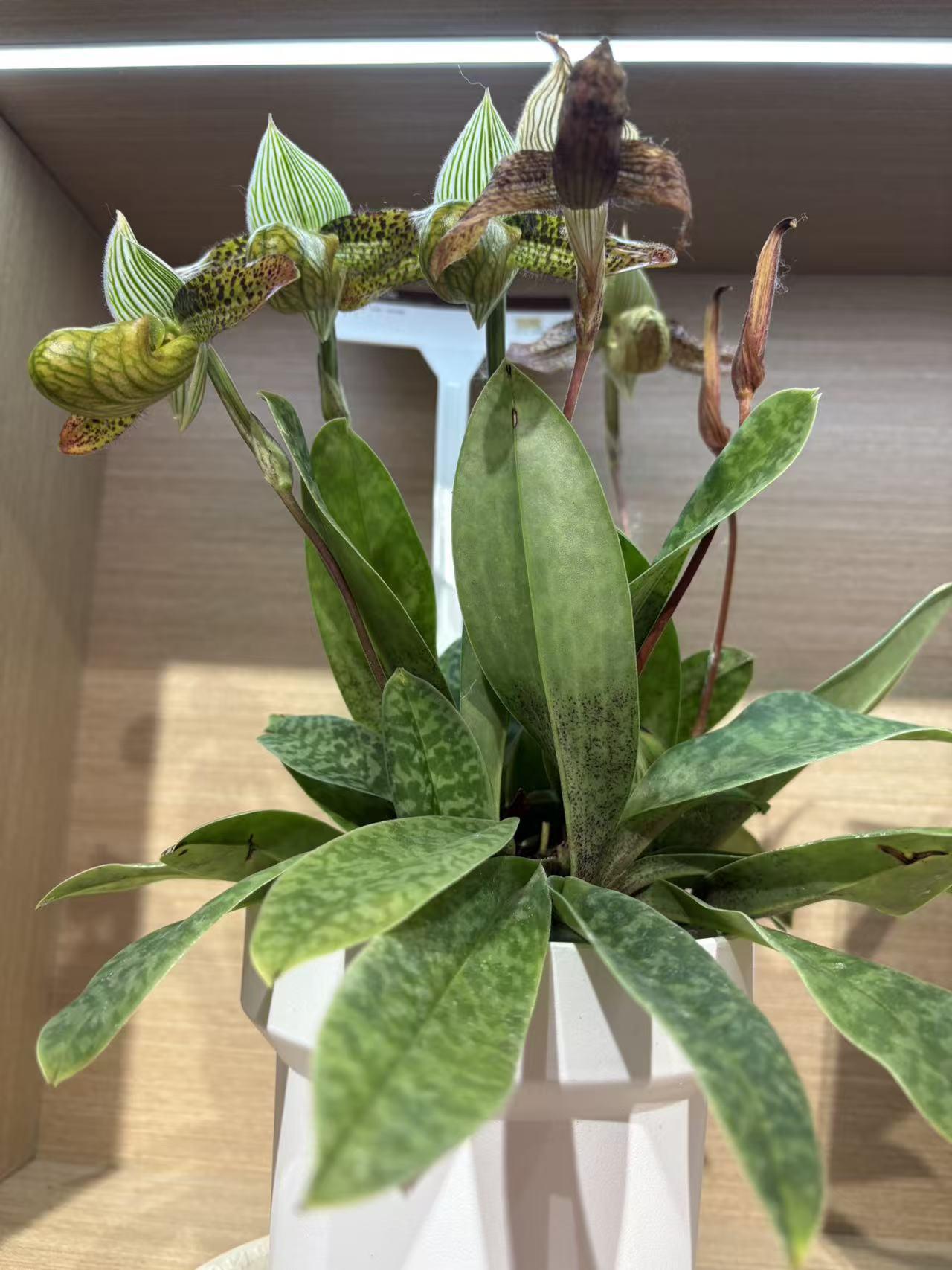 春日生活打卡季 春日打卡北海公园，简直太值了！
3月上旬来北海公园琼华岛，能邂逅