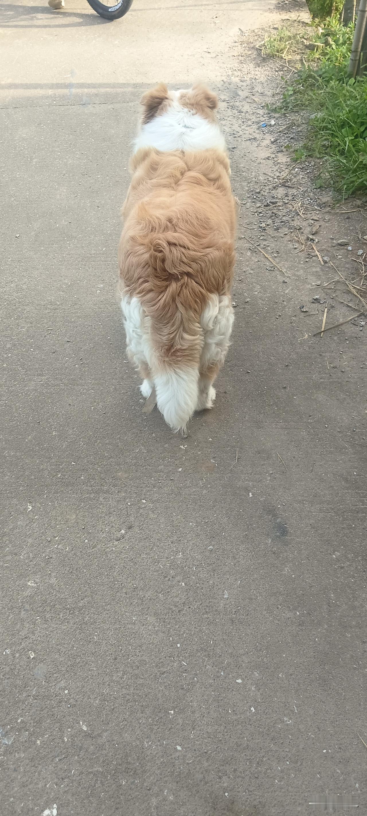 永州城管拖犬事件，照见城市治理的文明底线：2026年5月28日，湖南永州江永县街