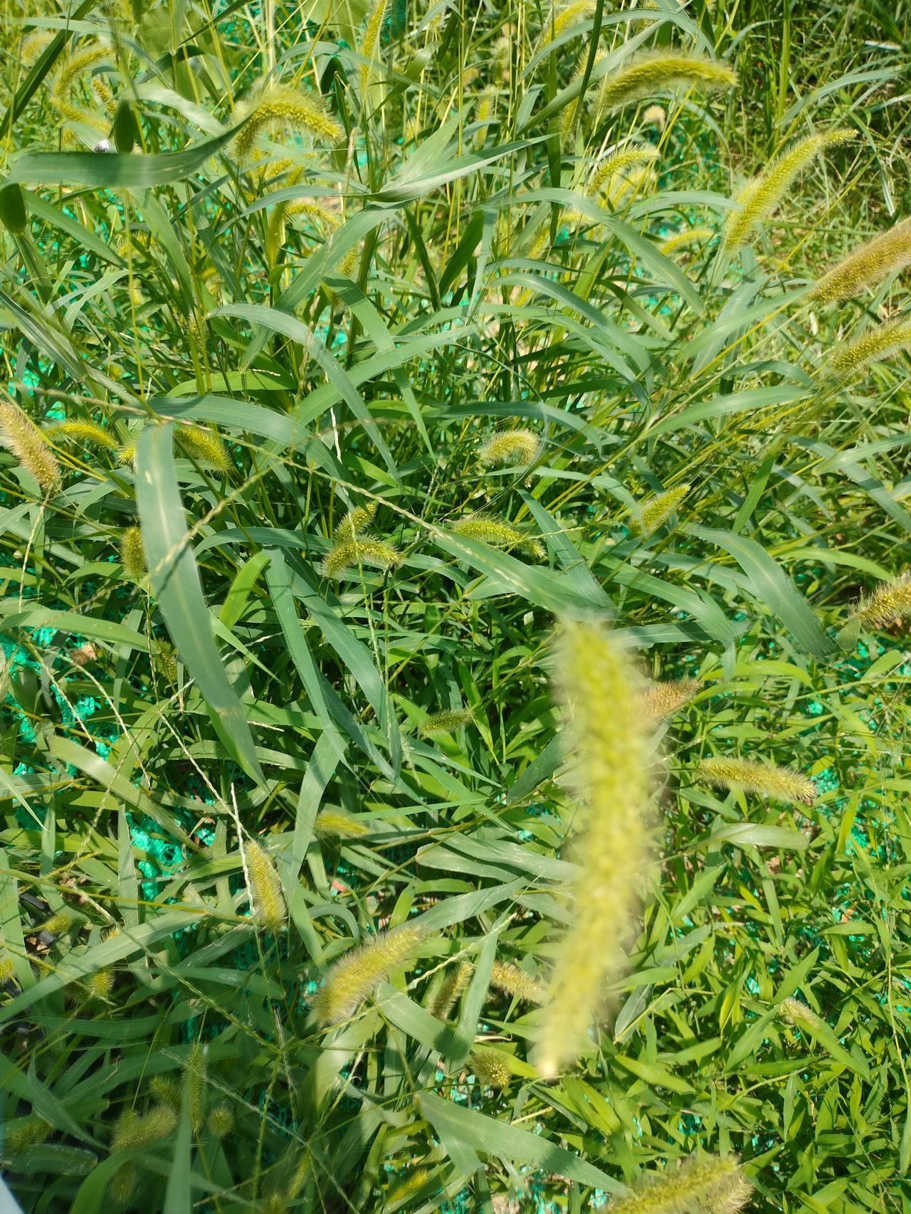 小区这里突然长了好多的狗尾巴草。
天气太热了，好多的花都已经枯萎，只有狗尾巴草，