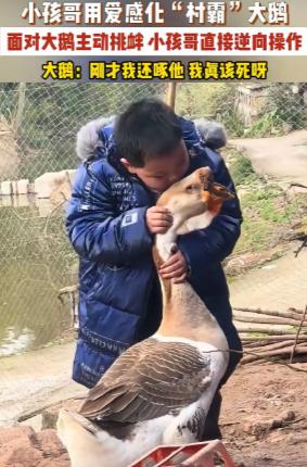 “笑不活了！”重庆，一男孩回老家过年，看到大鹅就忍不住上去逗一下，不料，大鹅并不