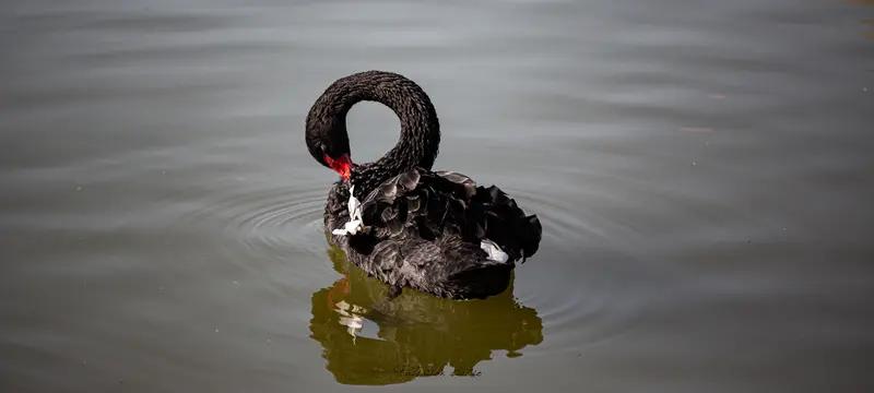 在黑天鹅频发时代，企业实现增长确实是个大难题。就像这几年疫情，好多企业猝不及防就
