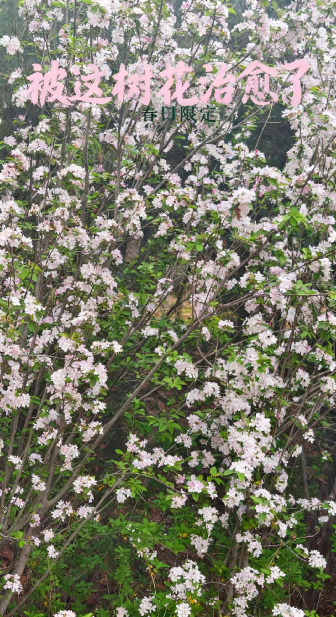 春天的浪漫，是海棠给的🌸
满树粉白繁花，风一吹，就落了满肩的温柔
走在花树下，