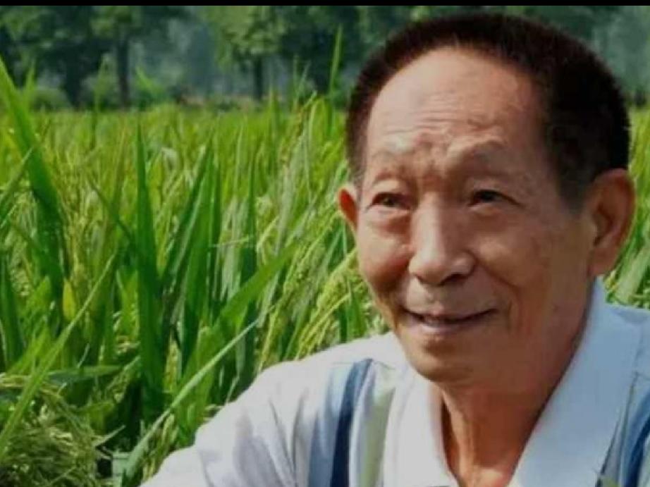 袁隆平对我国粮食产量有多大贡献袁隆平研发杂交水稻，将亩产从300公斤提升至110