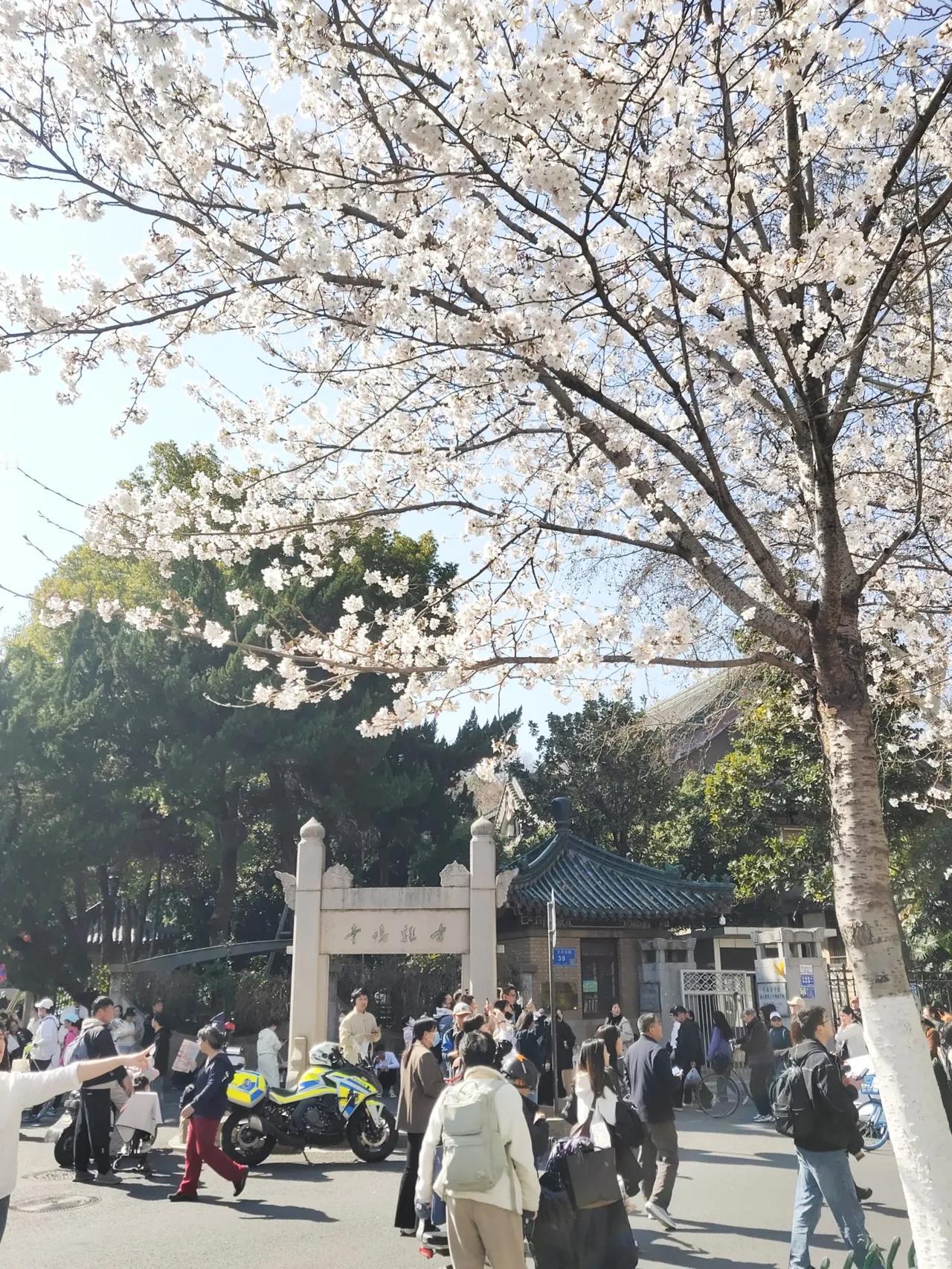 友友们，鸡鸣寺樱花实时通报来了，图片拍摄于2025年3月21日星期五下午三点。