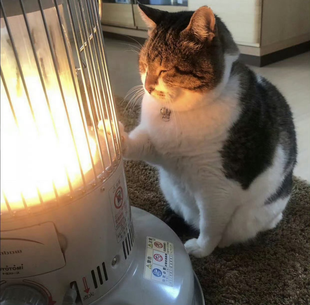 烤火烤醉了，享受猫生！！ 