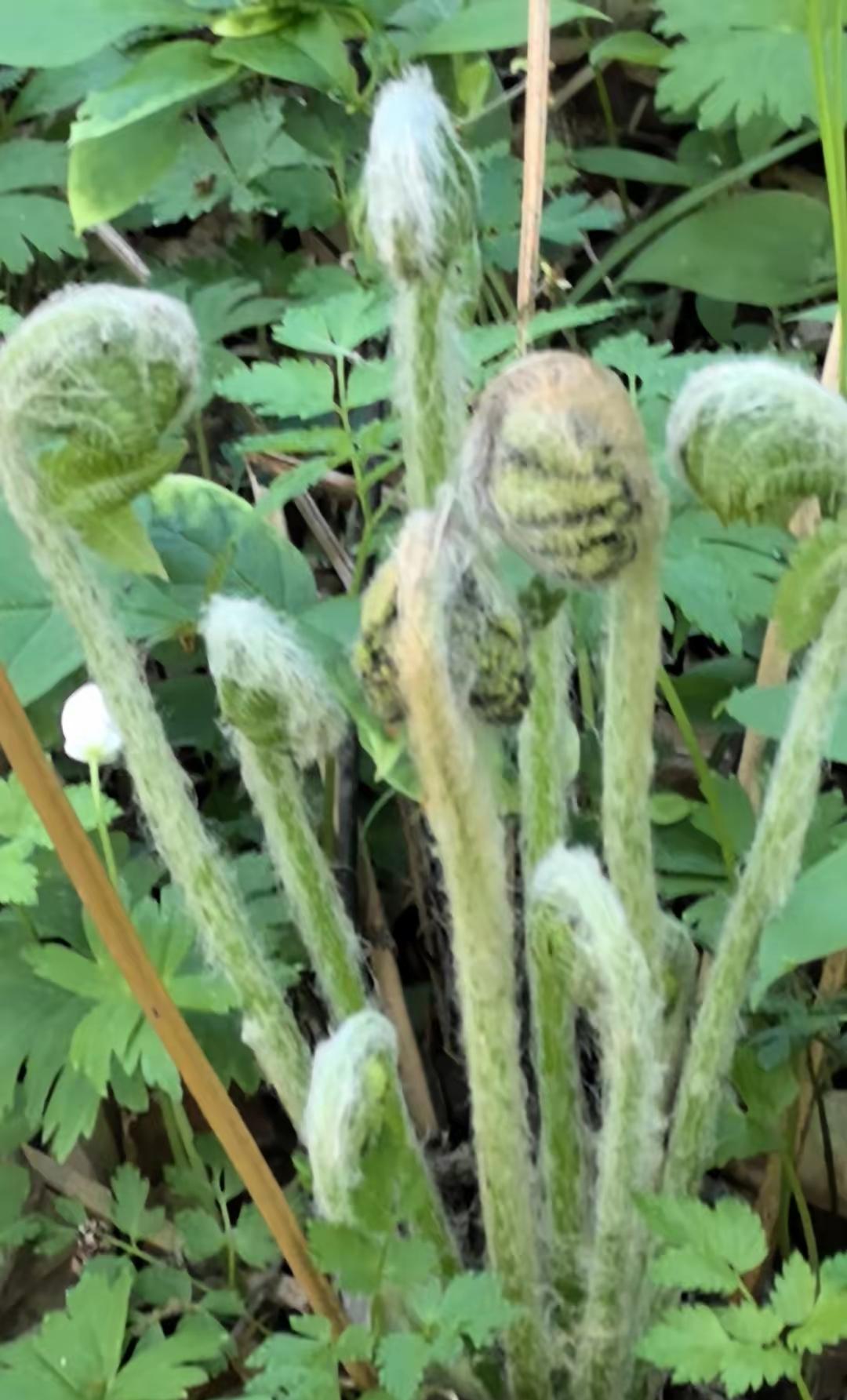 什么菜最能代表东北?
刺老芽！牛毛广！
