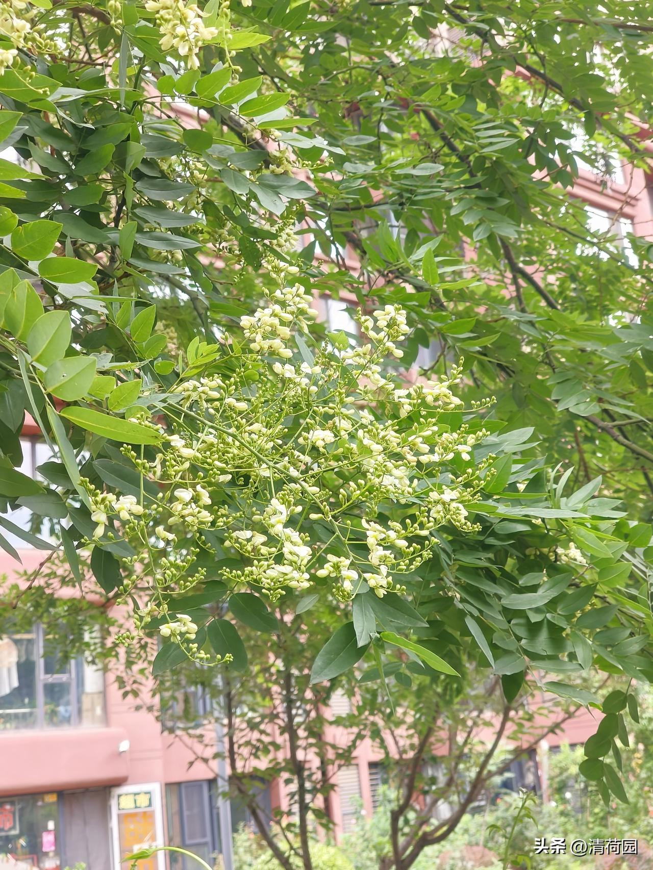 盛夏国槐又飘香：一树繁花，几段青春
又是盛夏，国槐花盛开的时节。今日下楼散步，不