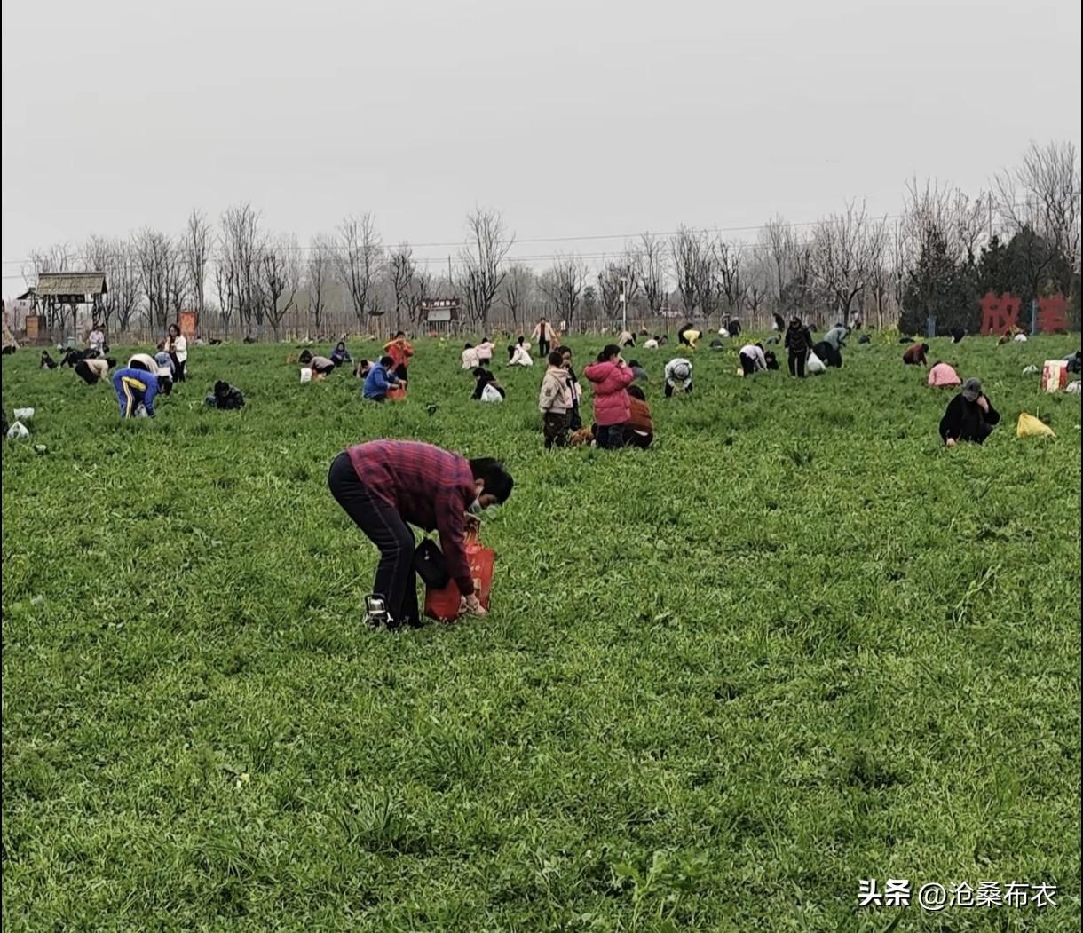 春日生活打卡季春天来了，兴平市老家人开始尝鲜苜蓿菜了，凉拌、蒸圪塔、做菜团子，有