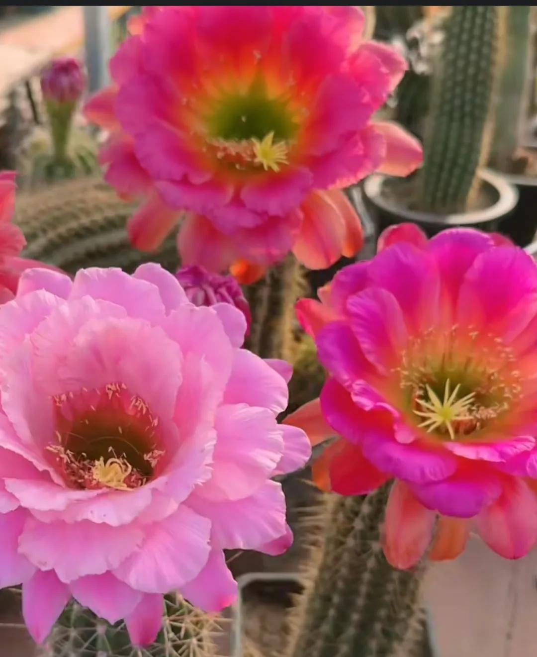 其实
我的心情每天都不美丽[笑哭]
我要说一句话[捂脸]
这几天突然在那么一刹那