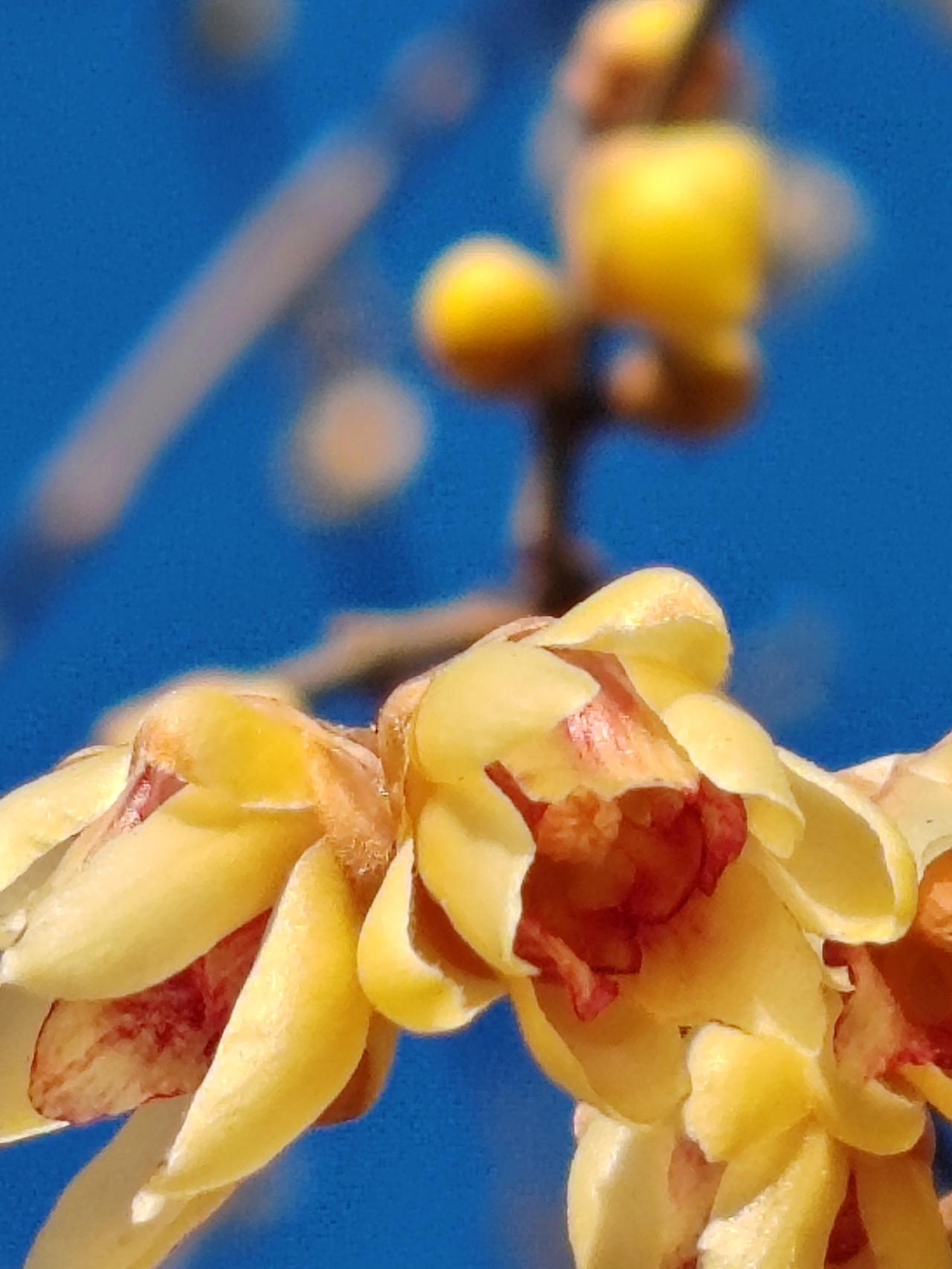 晒图笔记大赛腊月赏梅。