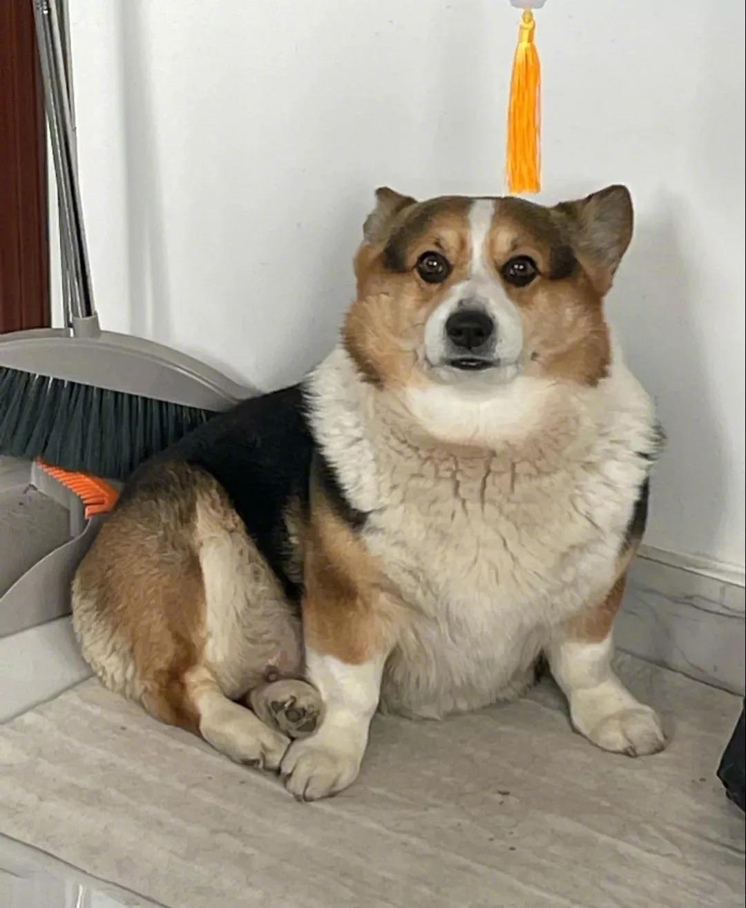 柯基洗澡前洗澡后摇粒绒vs貂绒！