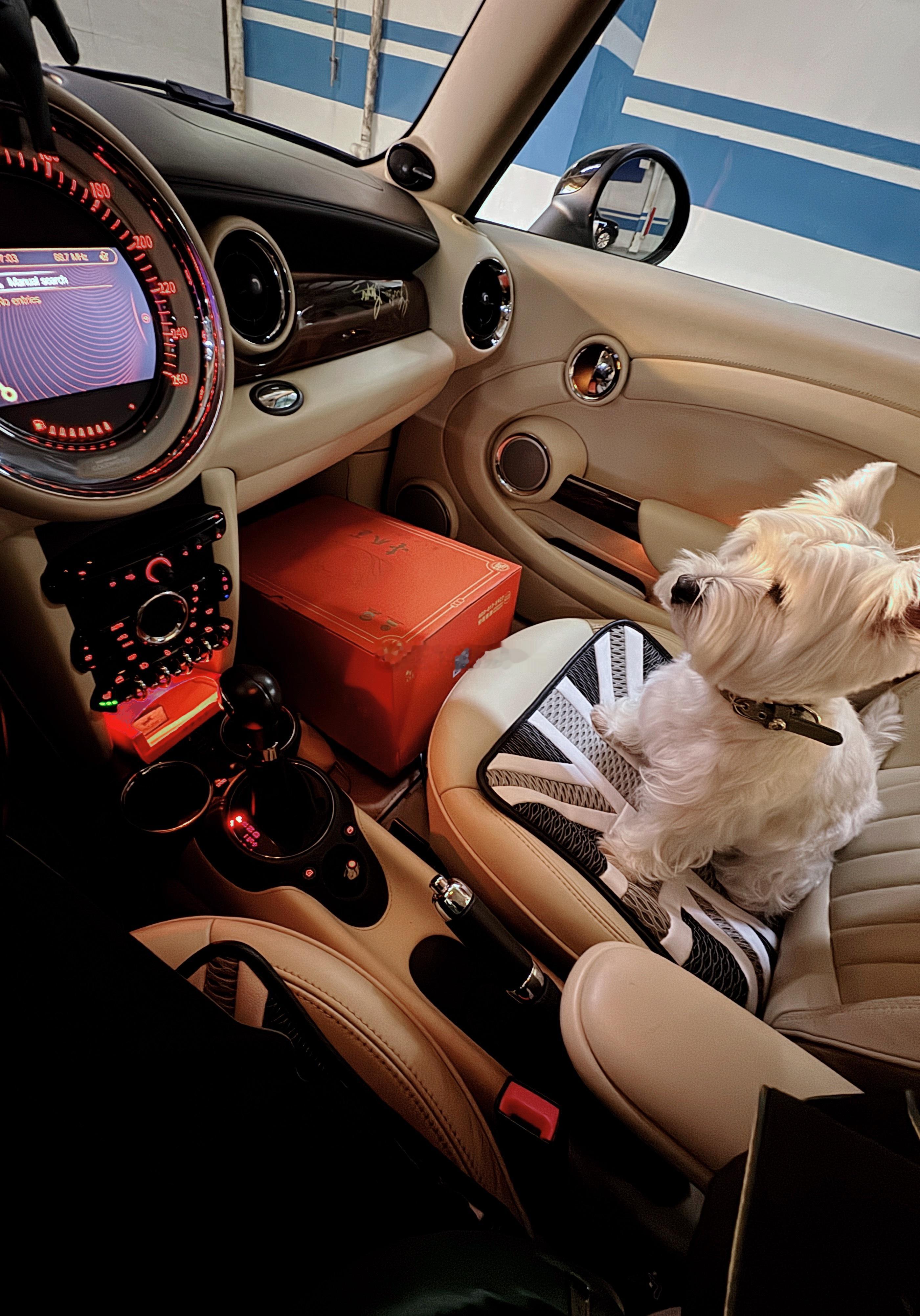 接我家帅宝儿回家😁皮皮最爱坐的GOODWOOD✌️