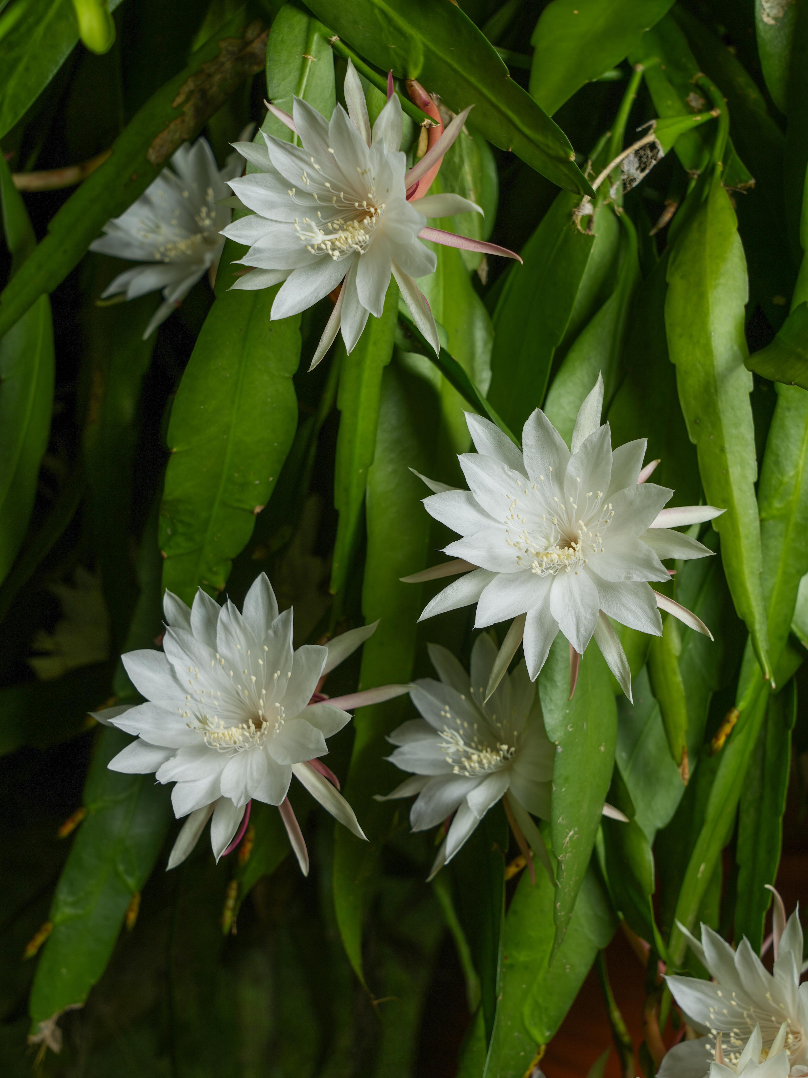昙花不止一现，只需一盆小叶昙花~ 
