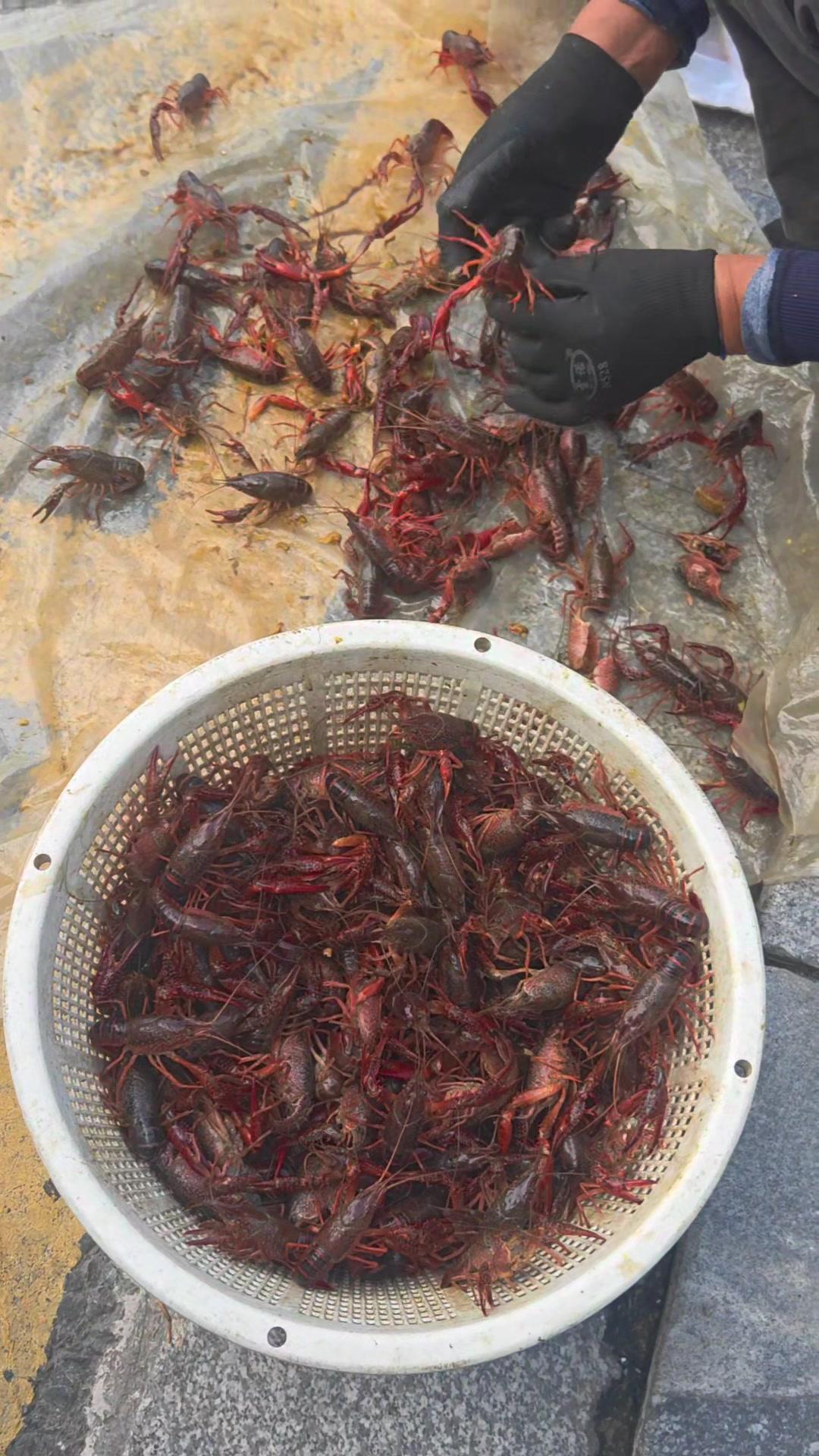 盐水浸泡、细细刷洗，剪头去腮抽净虾线，繁琐工序，只为家人吃得干净安心。

处理小