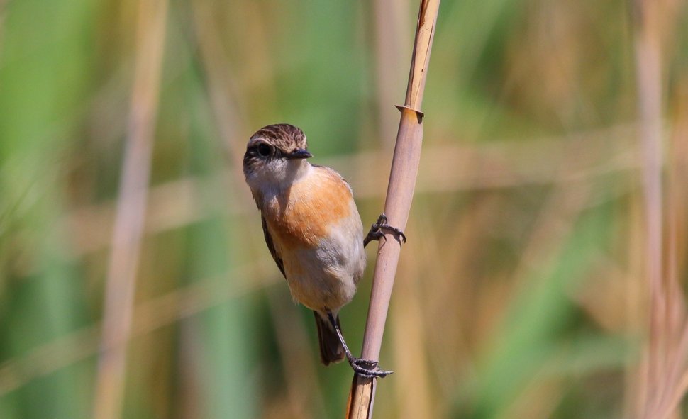 翻旧照挖到宝啦！这只黑喉石鵖稳稳站在枯枝上，像个“自然观察员”～当时我在野外蹲守
