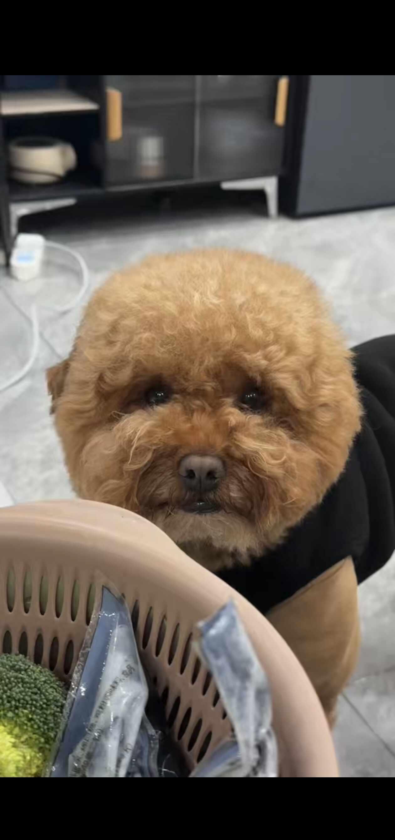 寻狗启示-海口
有人看到这只小狗吗？早上在景山学校、锦地翰城附近走失了，有看到地