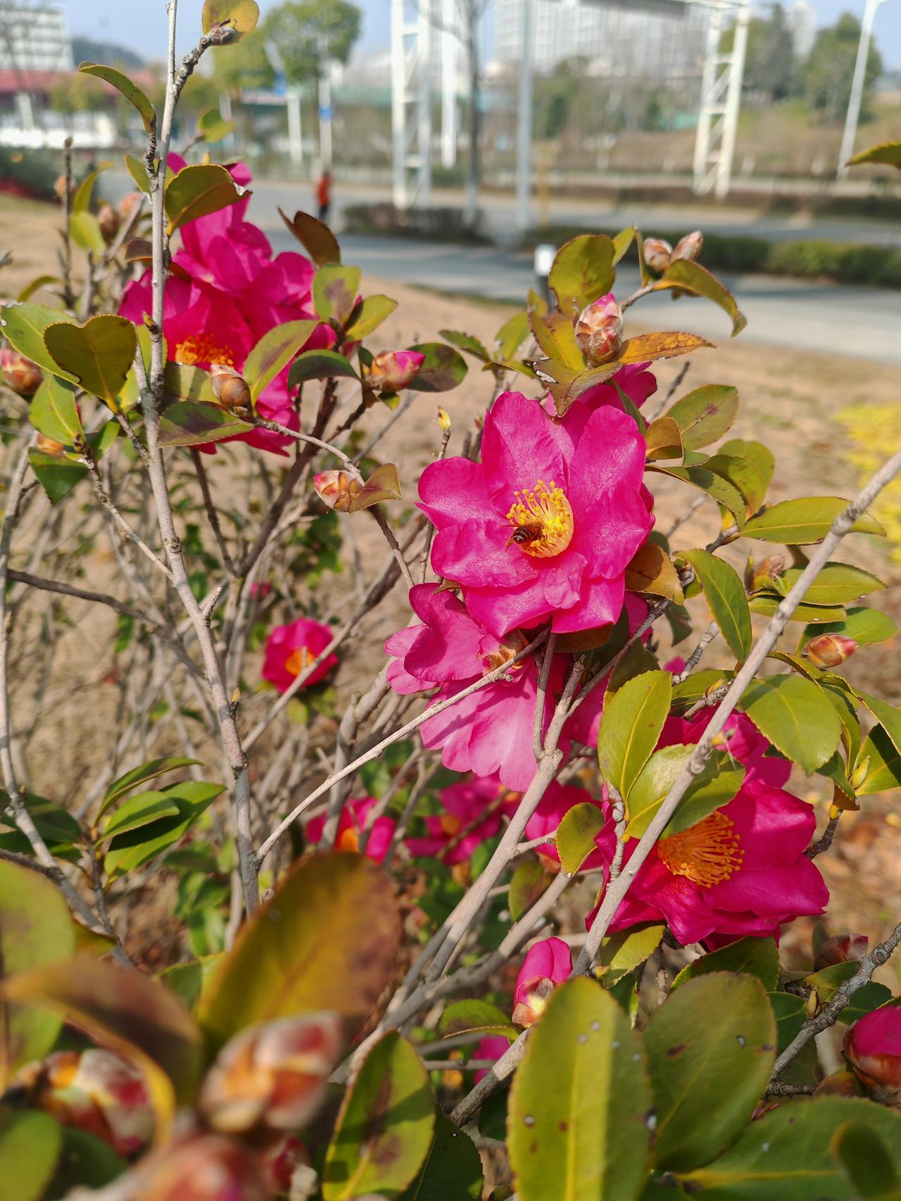路边随拍美丽的花阳光下，玫红色的茶梅热烈绽放，层层花瓣间，一只小蜜蜂正埋头采蜜，