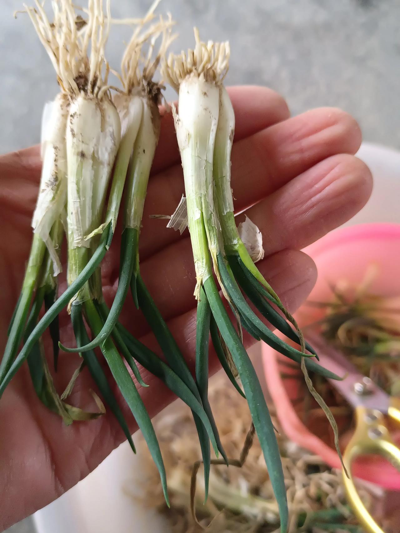 北京买不到小葱，给大家看看这才是小葱