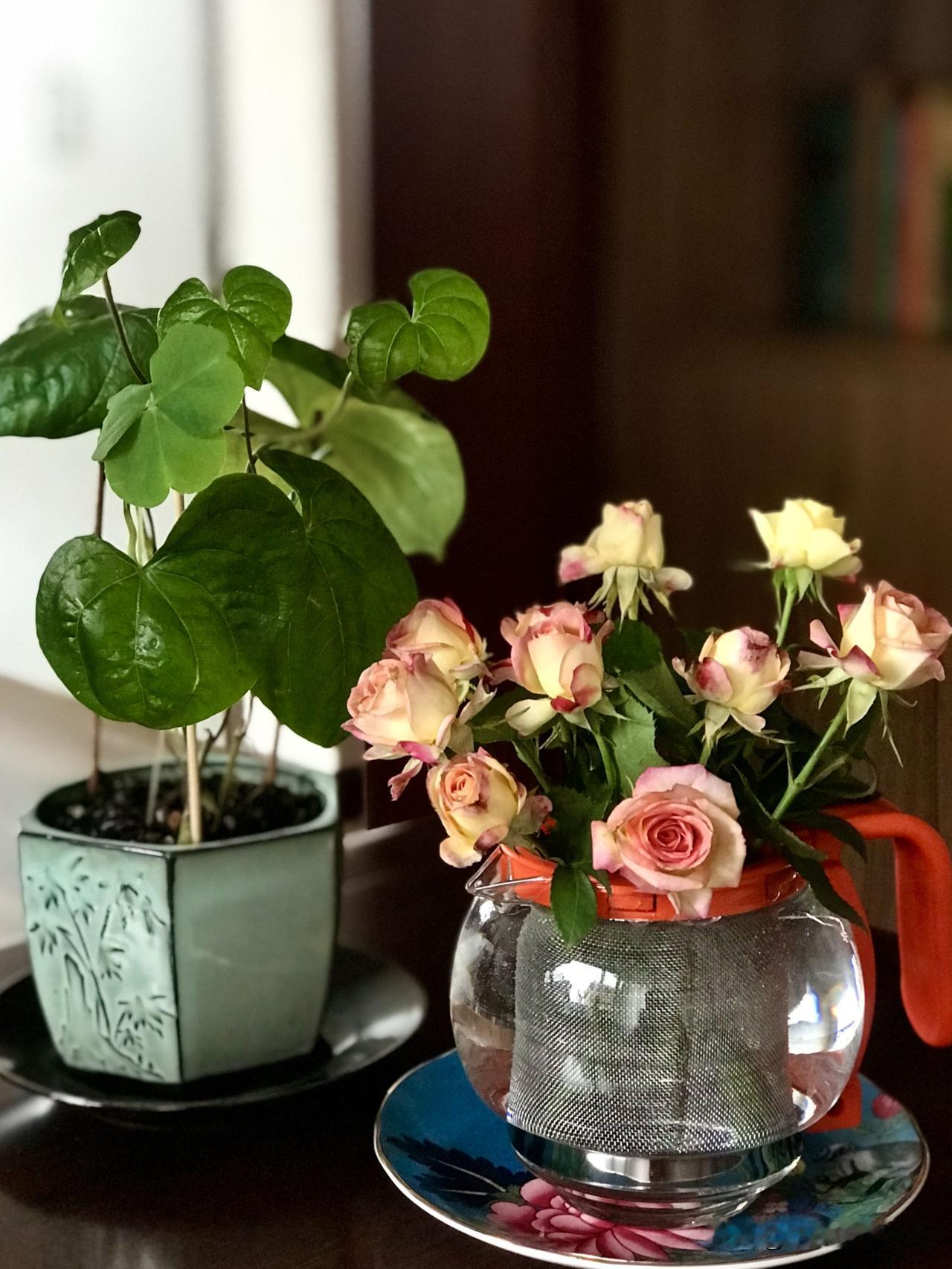 我素来是爱花的，我曾在一篇文章里写过，小小一束花，能够带给我一整天的快乐，美好就