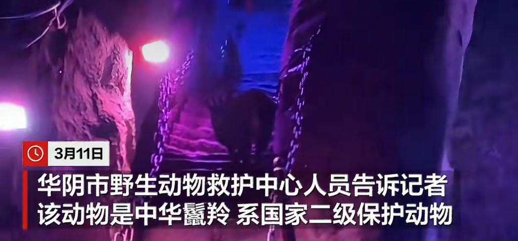 “游客夜爬华山偶遇神兽”的新闻在网络上炸开了锅，不少网友都被这个神秘又有趣的标题