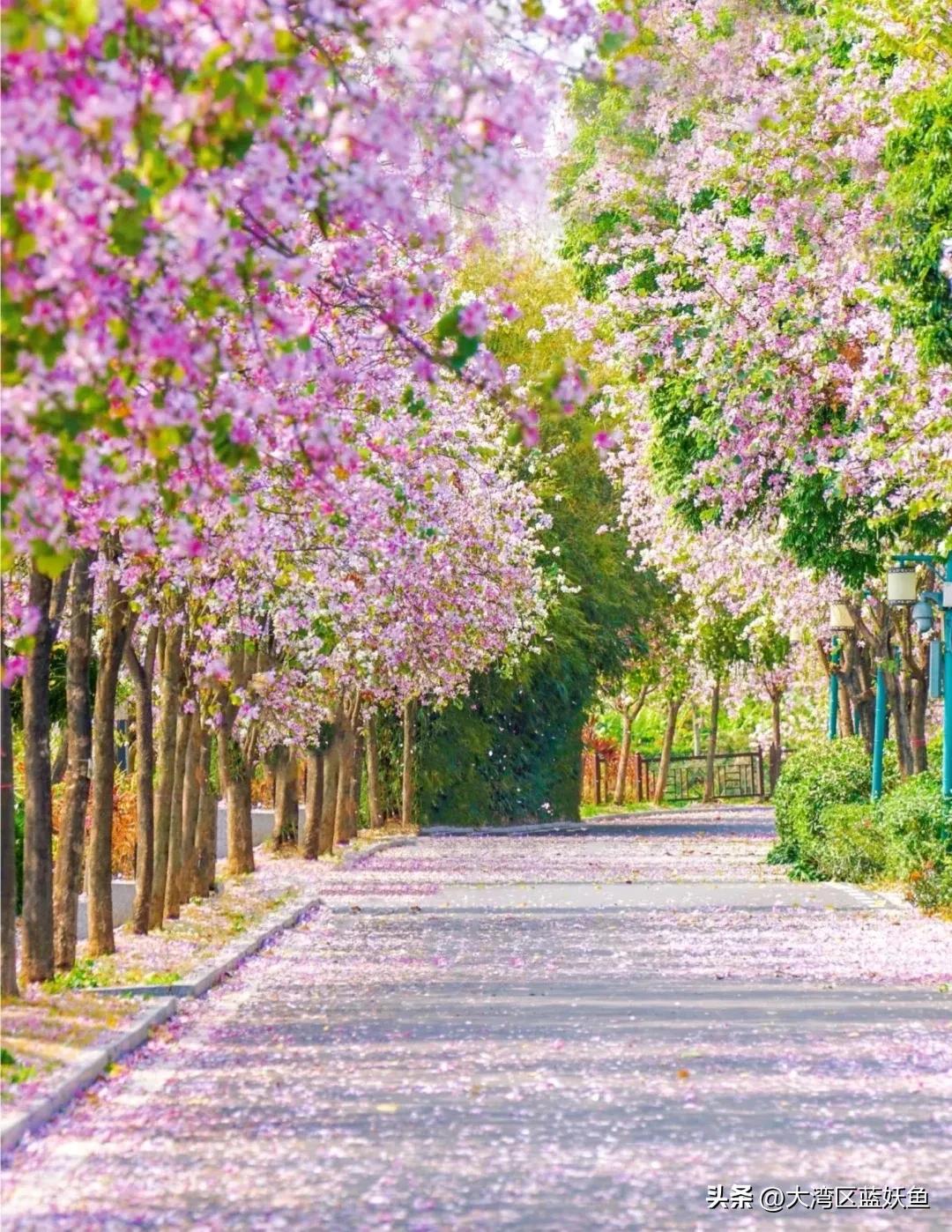 广州的三月是被花“喂”大的吧？走在街上都能被花瓣砸到头，整理了4个必去的花海，错