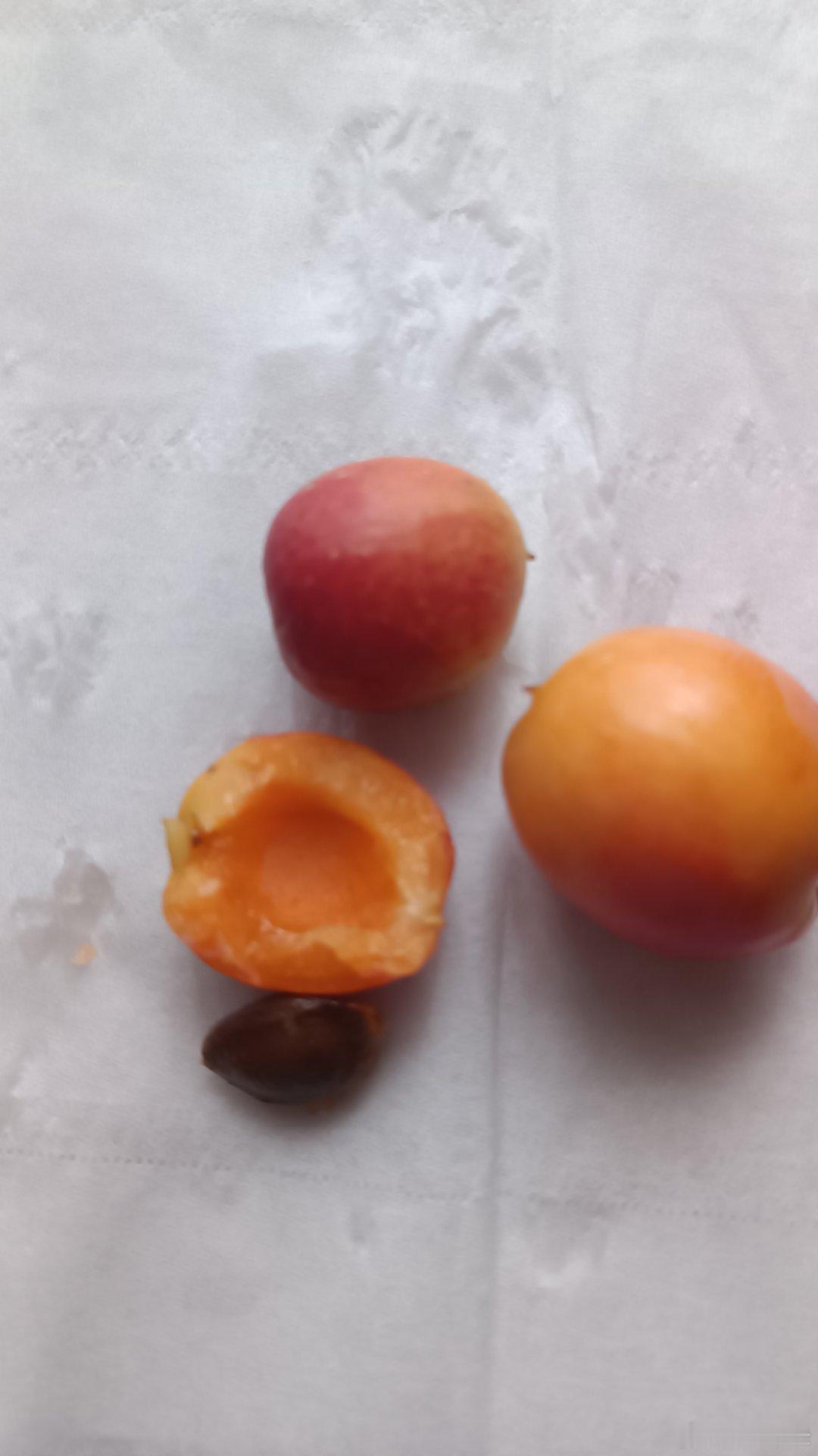 在路上买到了两种杏子，10块钱1袋，当地人家的小孩摆在路边卖的。这种椭圆形的杏子