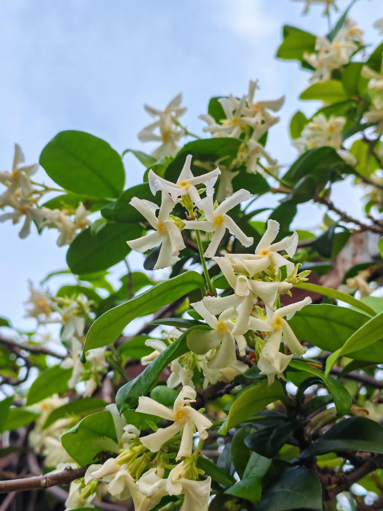 分享一下你随手拍的照片我在楼顶上种的风车茉莉开花了，一串串风车茉莉花挂满了枝头，