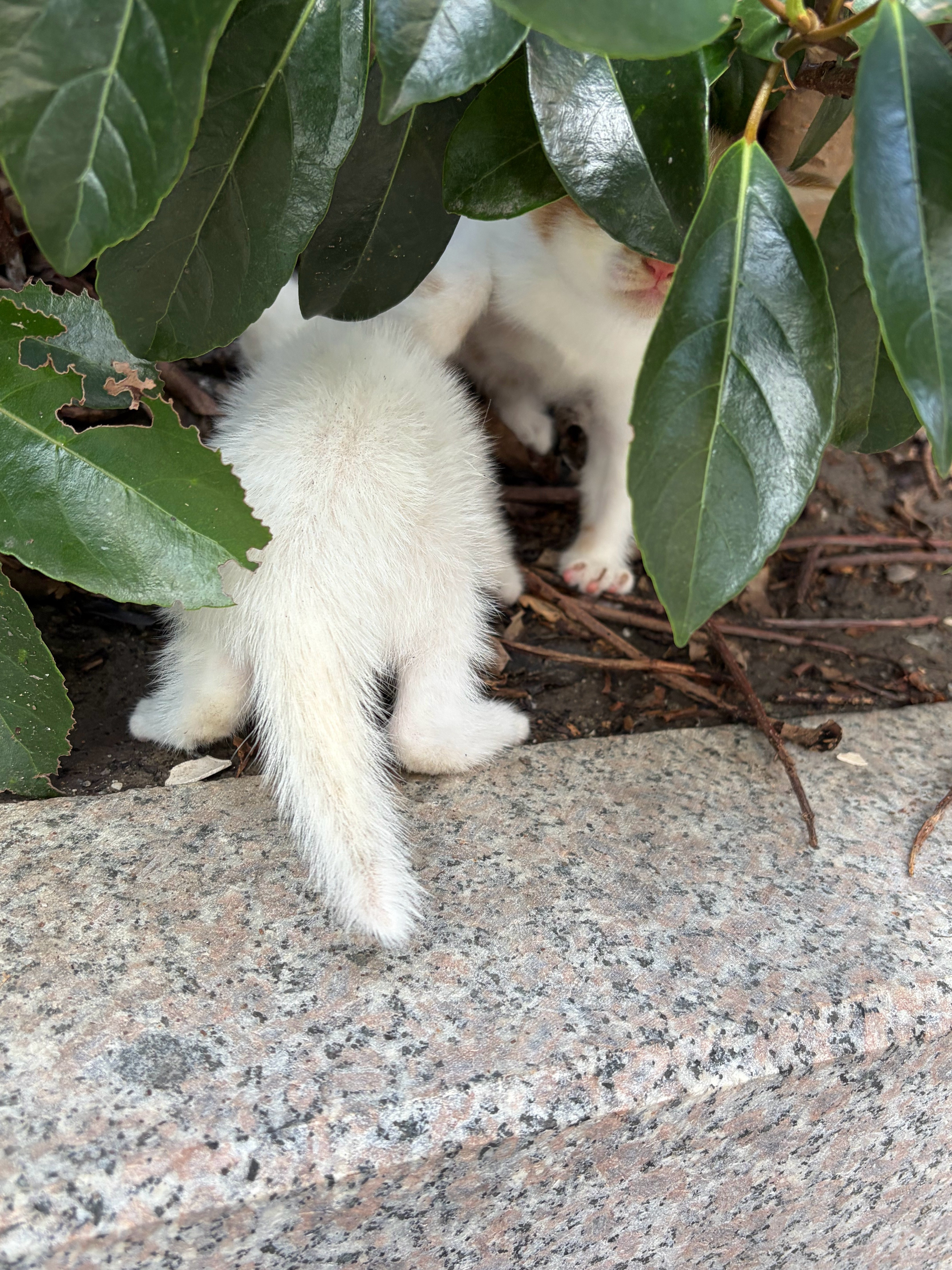 出门听到小奶猫的叫声，我寻思坏了，多半又是和闹闹一样被遗弃的，我就寻着声音找过去