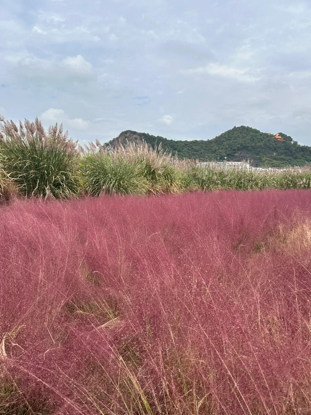 杭州秋天浪漫之神粉黛芦苇花海‼️巨美巨好拍