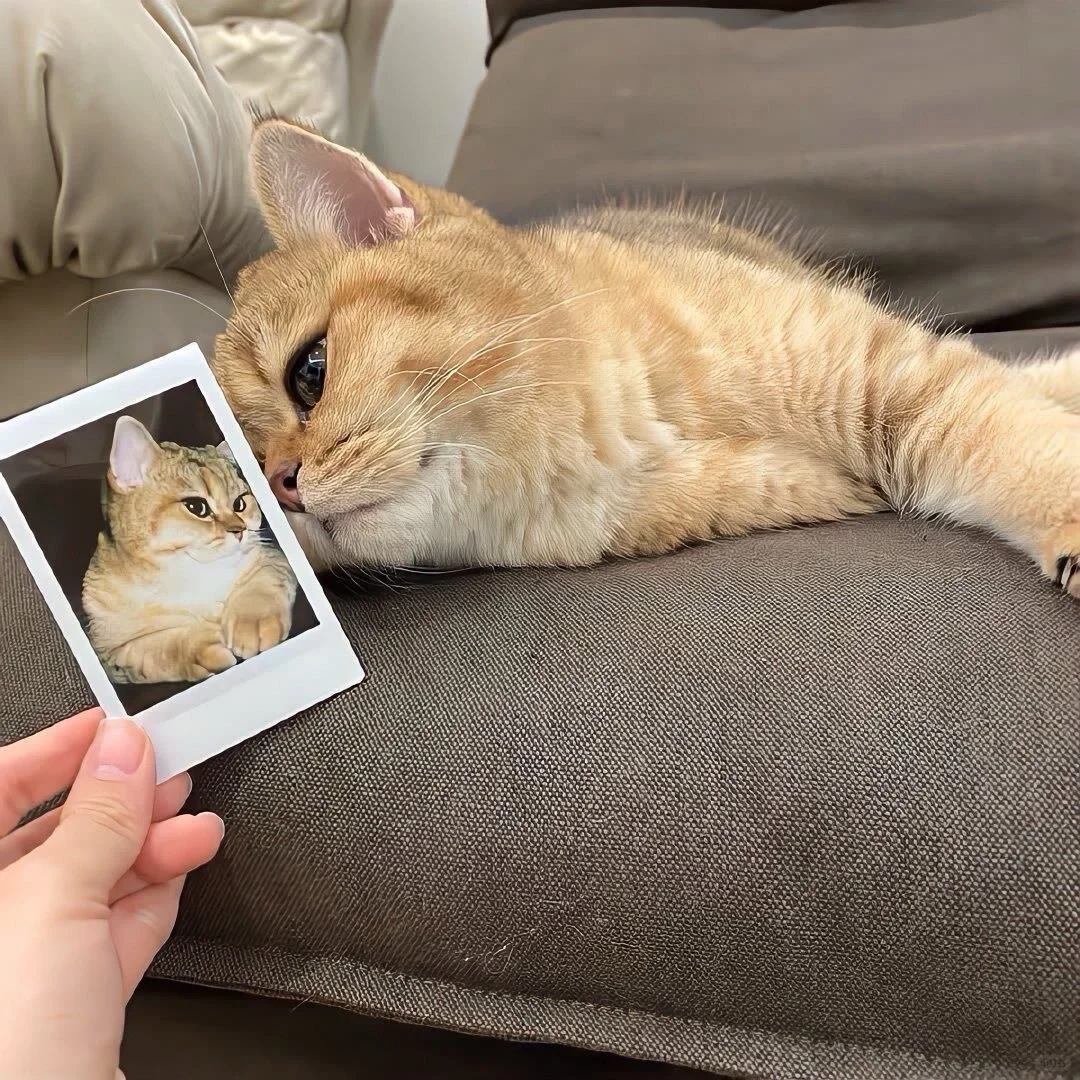 我的猫