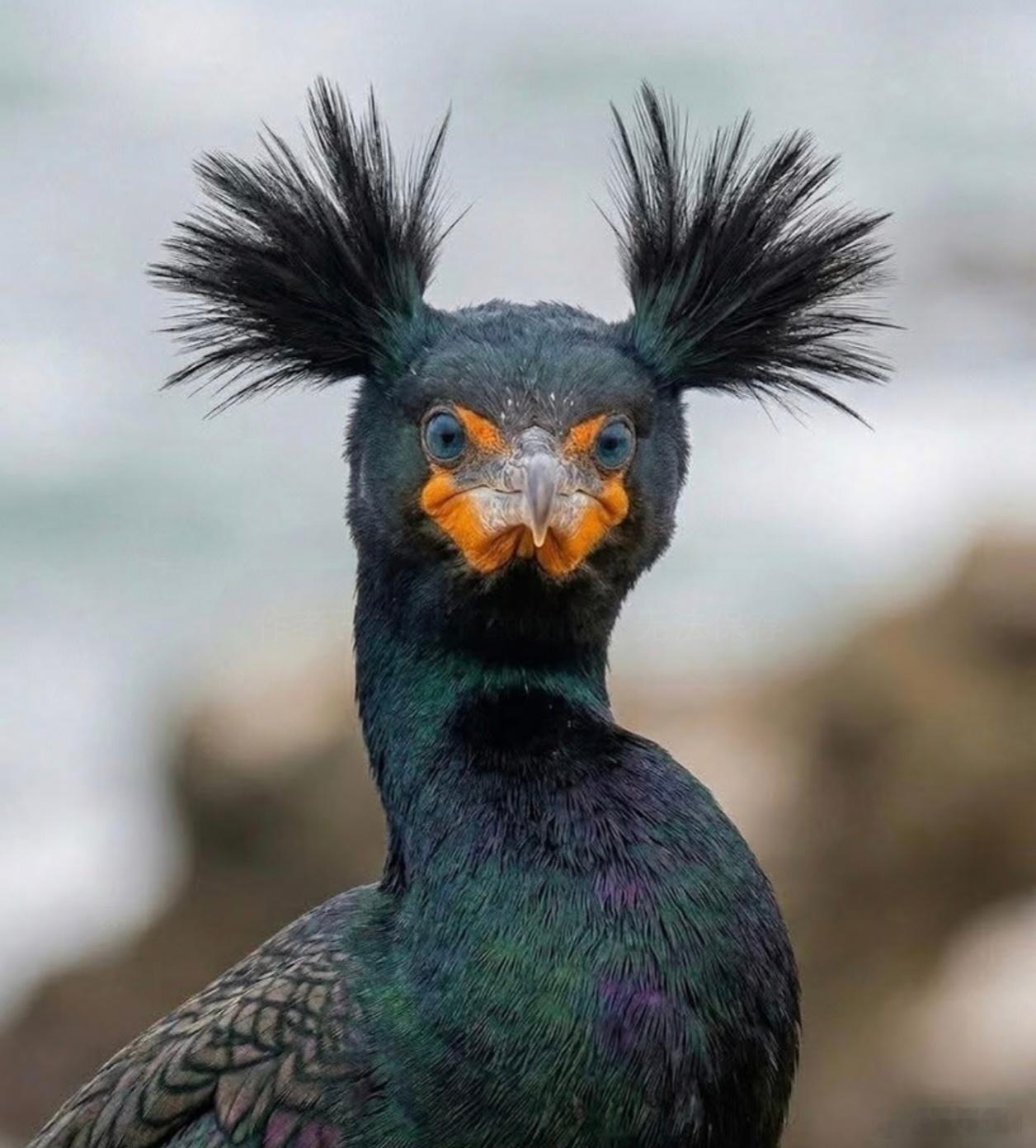 动物科普 双冠鸬鹚双冠鸬鹚（学名：Phalacrocorax auritus）是